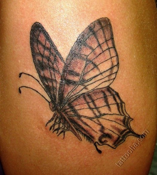 Бабочка со сложенными крыльями