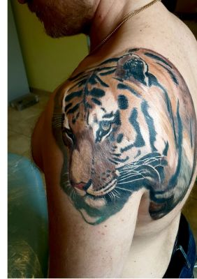 Спокойный тигр на плече