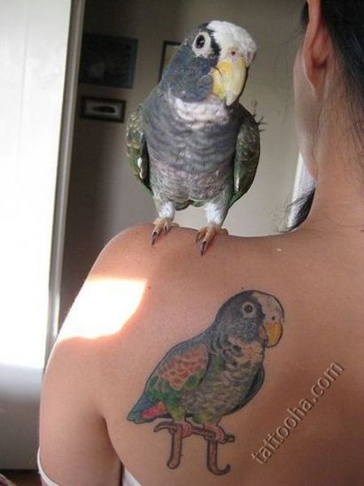 Друг для попугая