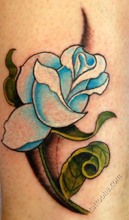 Голубая  белая роза