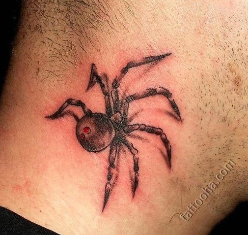 Черный паук с двумя красными точками