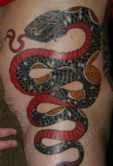 Черная змея с красным брюхом