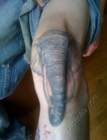 Слон на коленке