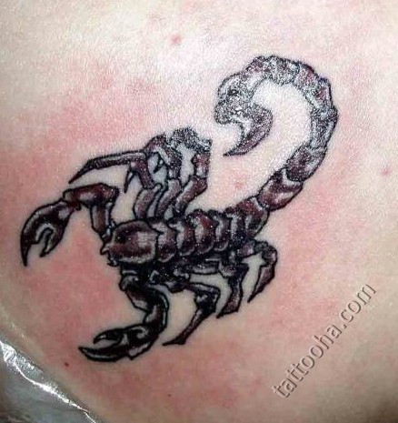 Скорпион опасный и черный