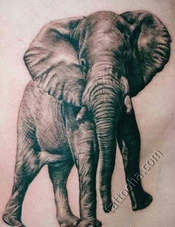 Слон африканский серый