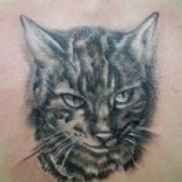 Тату с котом