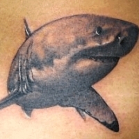 Значение и символизм татуировки акула