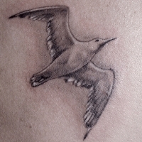 Значение и символизм татуировки чайка