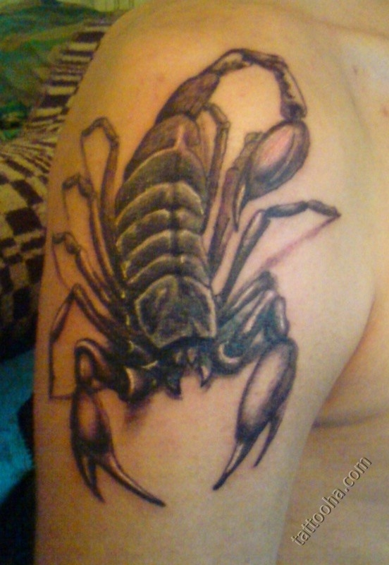 Большой скорпион на плече