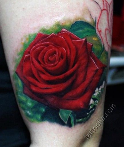 Одна красная роза