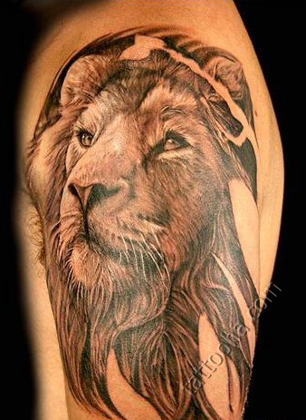Лев пушистого льва