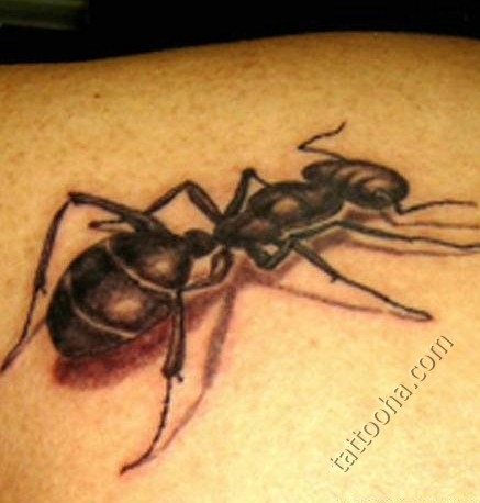 Большой муравей на плече