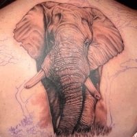 Значение и символизм татуировки слон